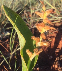 Lachenalia marginata