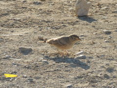 Ammomanes deserti