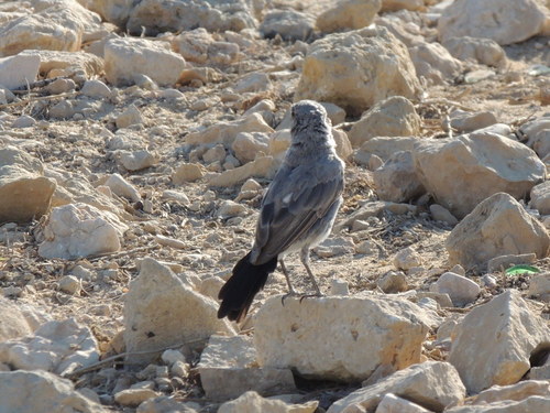 Oenanthe melanura