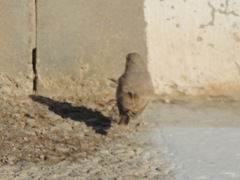 Ammomanes deserti