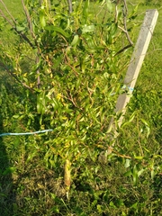 Salix × pendulina