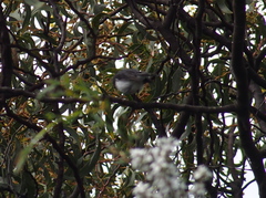 Eopsaltria georgiana