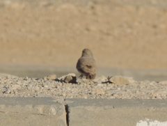 Ammomanes deserti