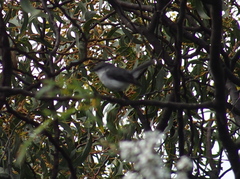 Eopsaltria georgiana