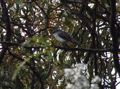 Eopsaltria georgiana