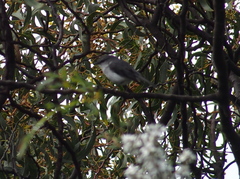 Eopsaltria georgiana