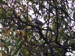 Eopsaltria georgiana