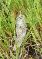 Pamphagus marmoratus