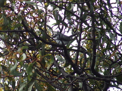 Eopsaltria georgiana