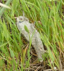 Pamphagus marmoratus