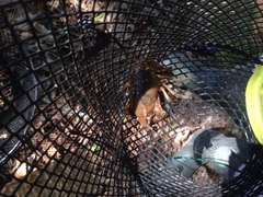 Procambarus kensleyi