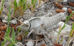 Pamphagus marmoratus