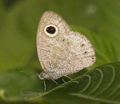 Ypthima baldus baldus