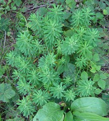 Euphorbia portlandica