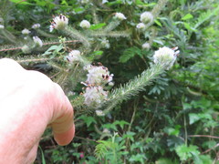 Aspalathus cephalotes cephalotes