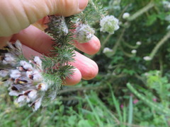 Aspalathus cephalotes cephalotes