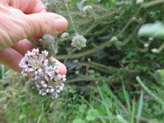 Aspalathus cephalotes cephalotes