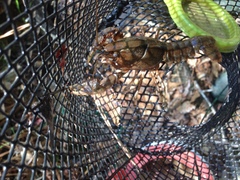 Procambarus kensleyi