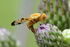 Xyphosia miliaria