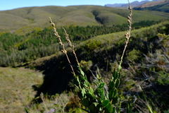 Freylinia longiflora