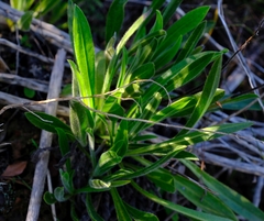 Echiostachys ecklonianus