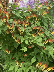 Ipomoea lobata