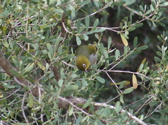 Zosterops lateralis chloronotus