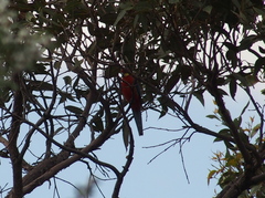 Platycercus icterotis icterotis