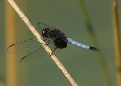 Erythrodiplax justiniana