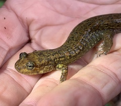 Desmognathus kanawha