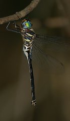 Somatochlora provocans