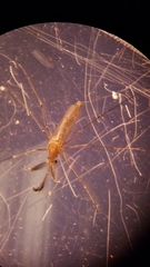 Culex salinarius