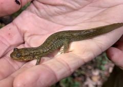 Desmognathus kanawha
