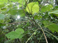 Macaranga griffithiana