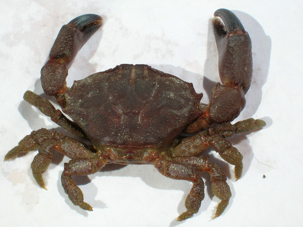 Gaudichaudia