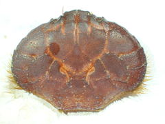 Paraxanthus barbiger