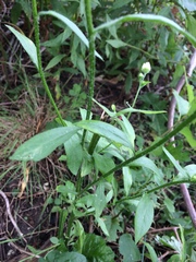Erigeron strigosus strigosus