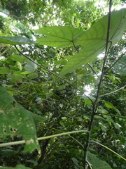 Macaranga griffithiana