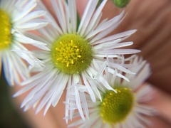 Erigeron strigosus strigosus