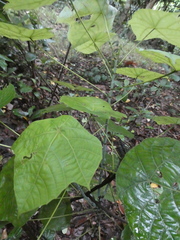 Macaranga griffithiana