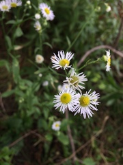 Erigeron strigosus strigosus