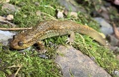 Desmognathus kanawha