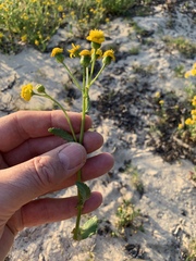 Senecio littoreus