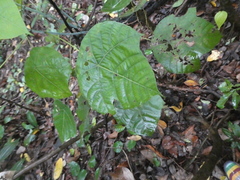 Macaranga griffithiana