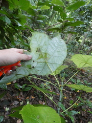Macaranga griffithiana