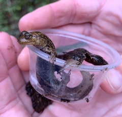 Desmognathus kanawha
