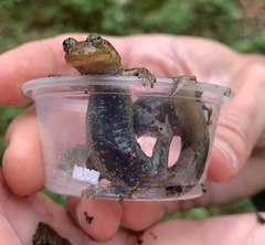 Desmognathus kanawha
