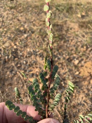 Cliffortia phyllanthoides