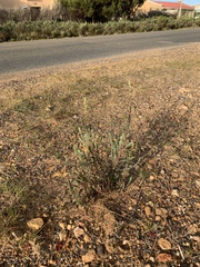 Cliffortia phyllanthoides