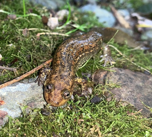 Kanawha Blackbelly Salamander